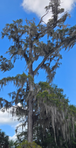 tree5